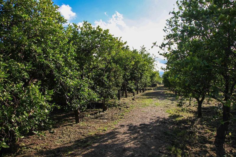Agriturismo Galea Riposto Dış mekan fotoğraf